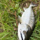 2026年庄川桜鱒1本目