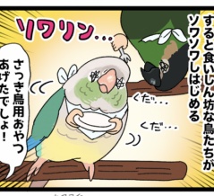 やはり魅力的なニンゲンのおやつ🦜🤲