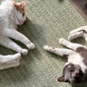 日向ぼっこからじゃれ合いへ。どちらが勝った？