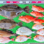 竹村貸舟店【高知県 浦ノ内湾～宇佐～須崎市横浪半島沖の船釣り】釣果情報 & ブログ