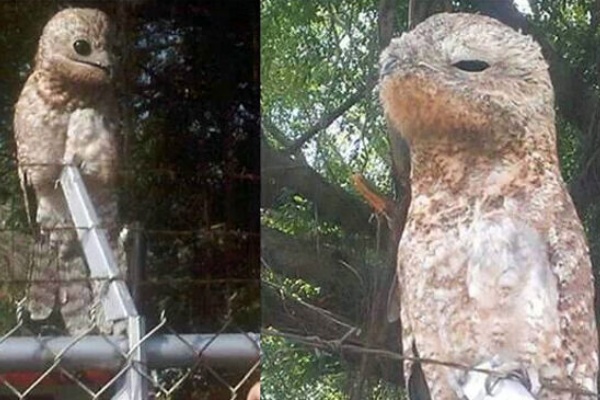鳥 爬虫類 木に擬態していて悲鳴 生きもの 地球ってわくわくランド