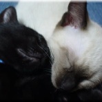 猫的下僕生活