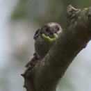 令和6(2024)年6月27日の鳥さん Vol.2　21世紀の森と広場で野鳥の観察･撮影 小鳥が色々現る!!エナガも結構登場!!