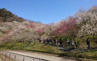 『2019/3/9 先人の夢をつなぐ第４０回高尾梅郷　梅まつり』の画像