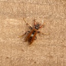 セグロアシナガバチ/ Polistes jokahamae