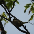 今日の野鳥　オオヨシキリ・カワラヒワ・カワセミ・トビ・キジ・ホオジロ