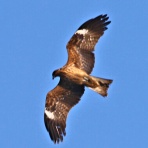 野鳥の観察を都内で