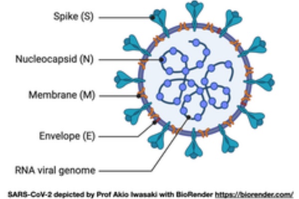 新型 コロナ 論文