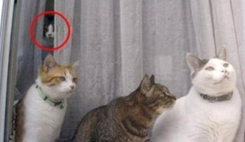お前らこれ分かる?叙述トリック系コピペを貼っていく