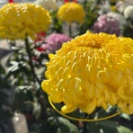 【言葉が変われば未来も変わる】