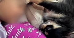 これ以上こっちこんといて？【チワワのにこまる】