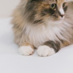 にゃんこ速報～修羅場・キチママ・生活まとめ～