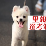 『里親選考制について』の画像