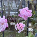 第九の季節、西庭モーティマーサックラー＆オデュッセイア他