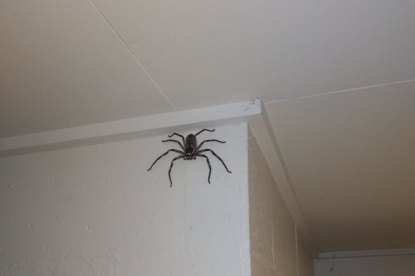 画像 男性が家で見守り続けたクモの シャーロット 1年後驚きの大きさに ここまでくると可愛いなｗ ファンサマリィ