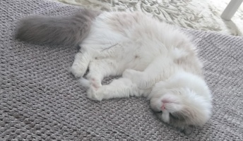 飼いネッコに監視されている気がするんやが