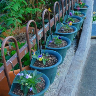 ブルーガーデンと花育て