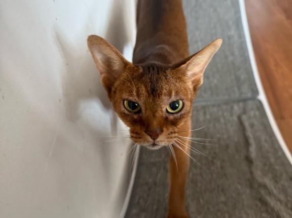 早起きして、元気に歩くりすたん