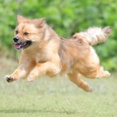 6-6-1　小堀　イヴくん　4歳　南あわじドッグラン・飛行犬撮影所にて