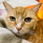 おてんば茶々姫