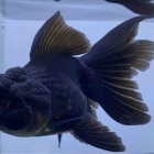 『金魚•メダカ入舎情報‼️』の画像