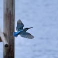 2025年8月10日の野鳥公園