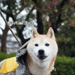 湘南凸凹柴WAN日記