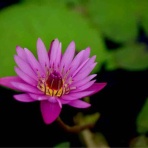 Tafelmusik 第２集