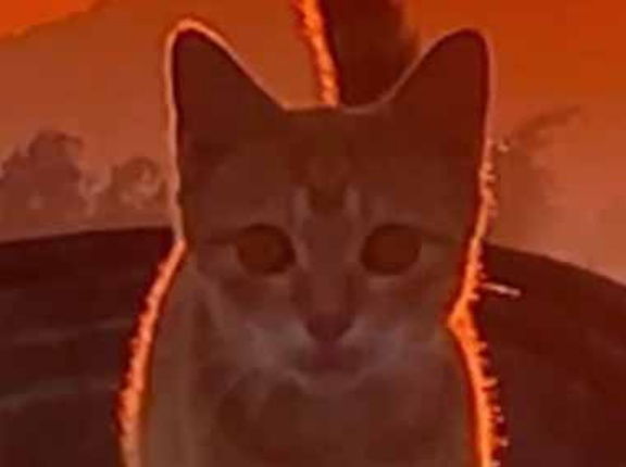 【何これ美しい】 ネコが屋根の上を歩いてくる。もうすぐ陽が沈む時間だ → 夕日をバックにちょっとクールです…