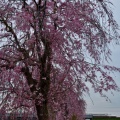 枝垂桜