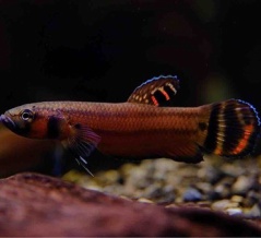 8月22日(金)熱帯魚入荷情報🐟