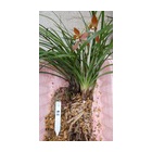 �ؽ���Ÿ�ν���ȭ�������ޤ����٤β���