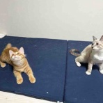 ねこかます