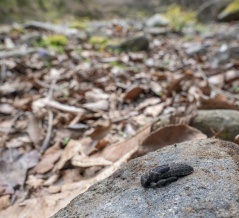 いつかな - ムカシトンボの幼虫【2026年3月 神奈川県】