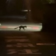 ヘビを掴まえようとしてた近所のキツネ