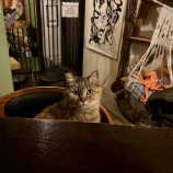 『Muddy Cat 定期便 12/2〜12/6』の画像