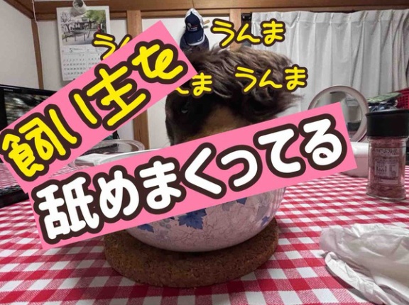 私が作る手抜きおかず。