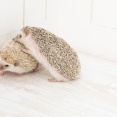 妊娠中の嫁はつわりがひどく、あまりにも激しく嘔吐するので「見えないところで聞こえないように吐いてくれ」と頼んだら泣かれ、離婚を突きつけられた。離婚は回避したいんだが・・・