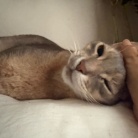 朝一番の猫たち