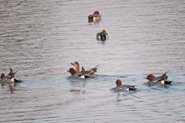 冬の水鳥（写真） 水辺の野鳥(冬鳥)4k(No113)Waterside Wild Birds#野鳥 - YouTube