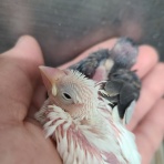 小動物とアクアのﾌﾞﾛｸﾞ