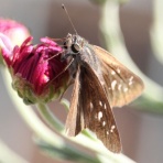 治水緑地の野鳥日記