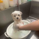 ☆在舎犬シャンプー☆