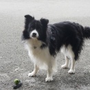 犬との暮らしは遊び
