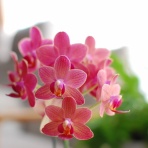 専業主婦まさきの一日