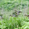 2026年9月4日の野鳥公園