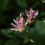 ふらっと　つれづれ帳（旧　ふらっと山へ）