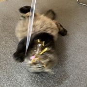 ハンターマロちゃん