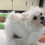 ペットショップワンラブ イオン石狩緑苑台店のスタッフブログ～在籍の子犬子猫やトリミングの情報を公開！新入荷商品の情報も要チェックですよ(^^♪