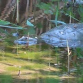 産卵期でスッポンが出て来た🐢📸（多々良沼公園）